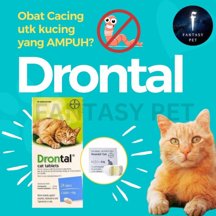 Drontal untuk outlet kitten