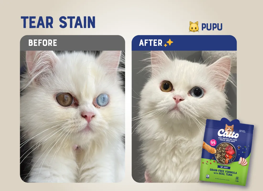 Catto Bawa Berkat