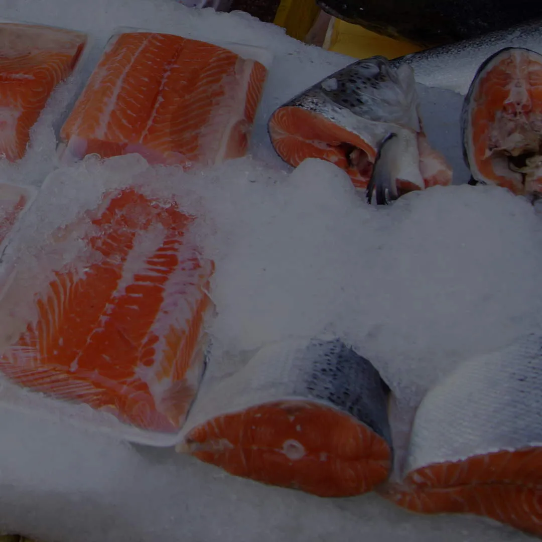 Salmon